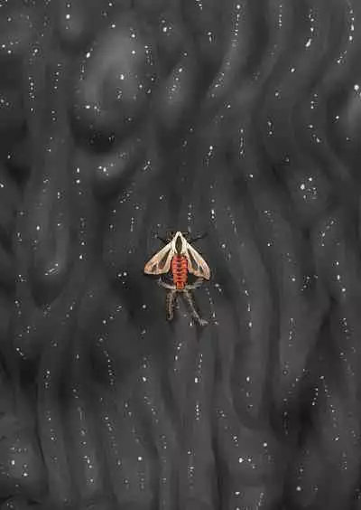 Shock Shoku BreGure 6