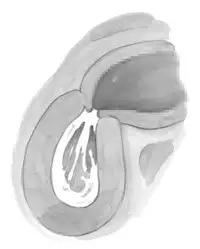 [pink-noise (Mizuiro Megane)] Holy&Beast ~Seijo to Ookami~ (Queen's Blade)