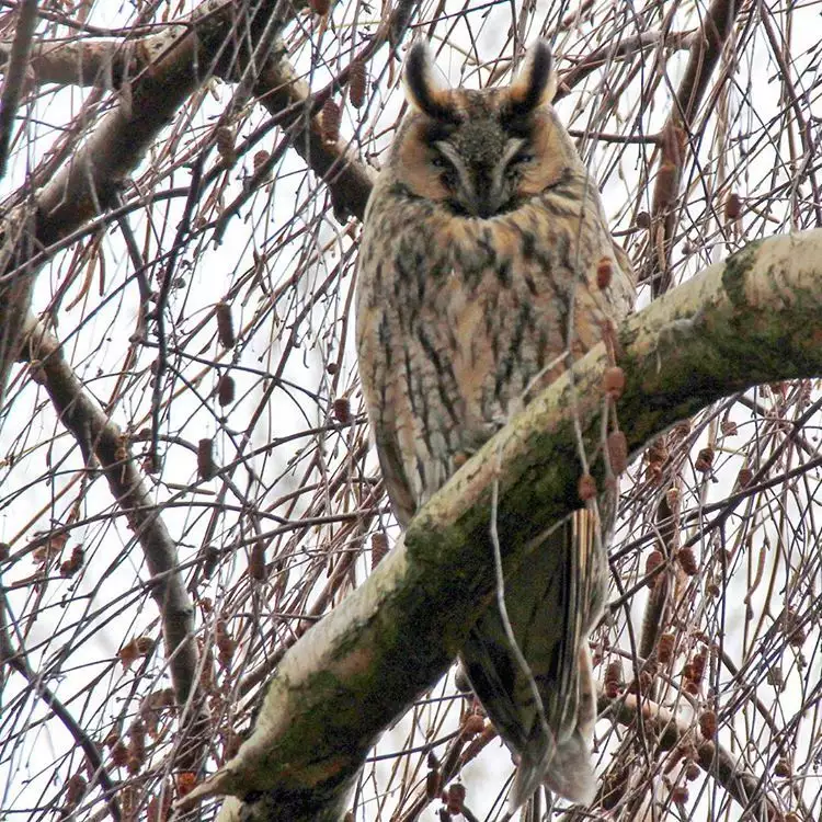 Noraneko Shoujo to no Kurashikata Ch. 4-14