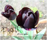 [Clover Kai (Emua)] Love Song (Final Fantasy Tactics) [English]