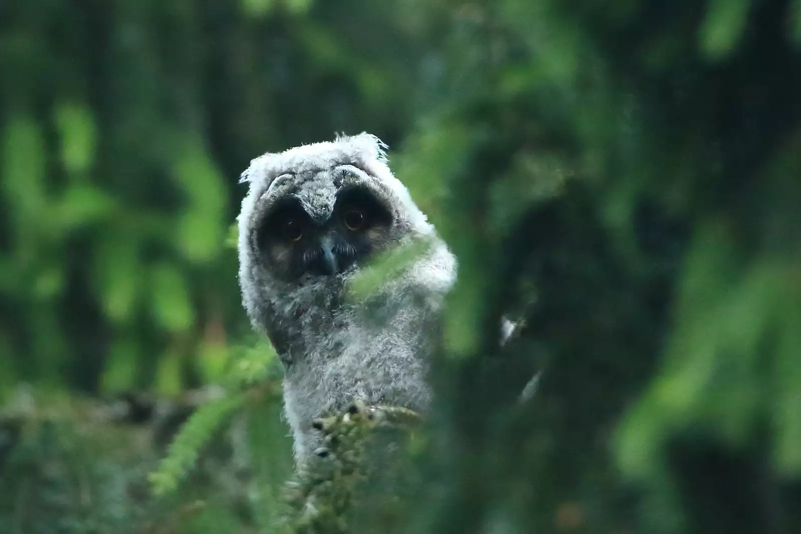 Noraneko Shoujo to no Kurashikata Ch. 4-14