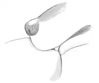 [pink-noise (Mizuiro Megane)] Holy&Beast ~Seijo to Ookami~ (Queen's Blade)