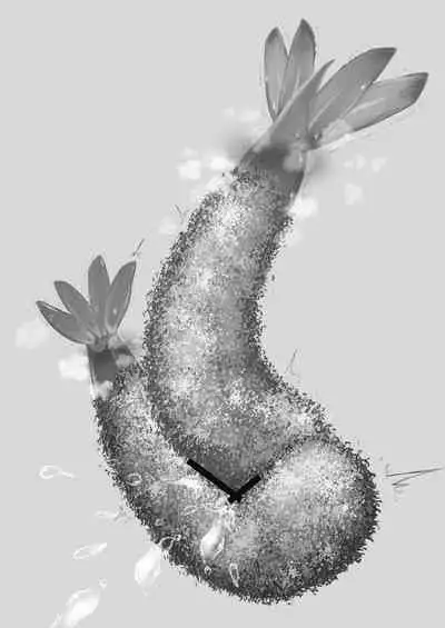 Ebi Fry Sou Uke Anthology