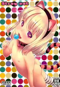 Stray cat
