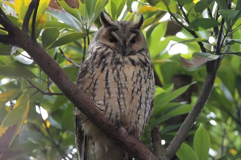 Noraneko Shoujo to no Kurashikata Ch. 4-14