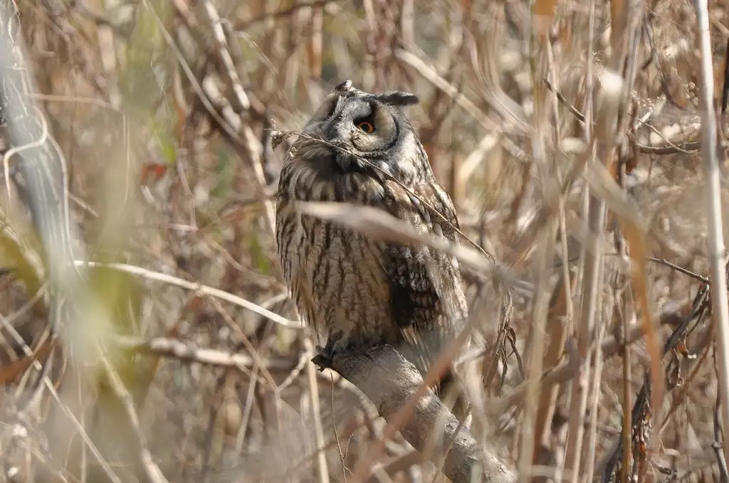 Noraneko Shoujo to no Kurashikata Ch. 4-14