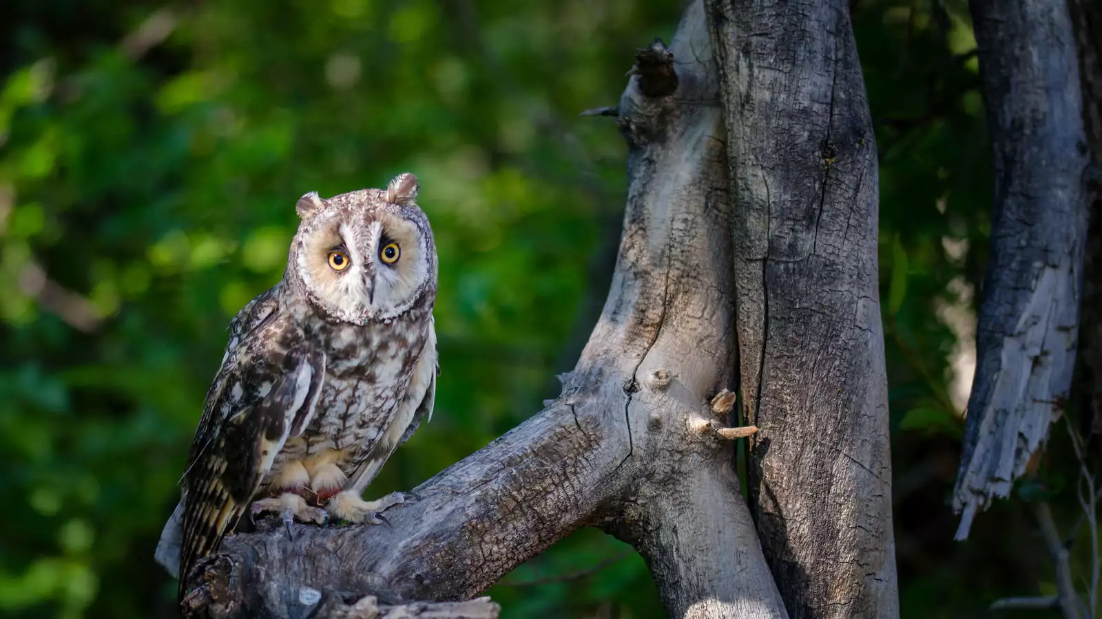 Boku no Aikurushii Imouto. 3