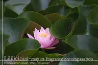 [Ohtsuki Miu] Sweet (Yuri Hime Wildrose 3) [English]