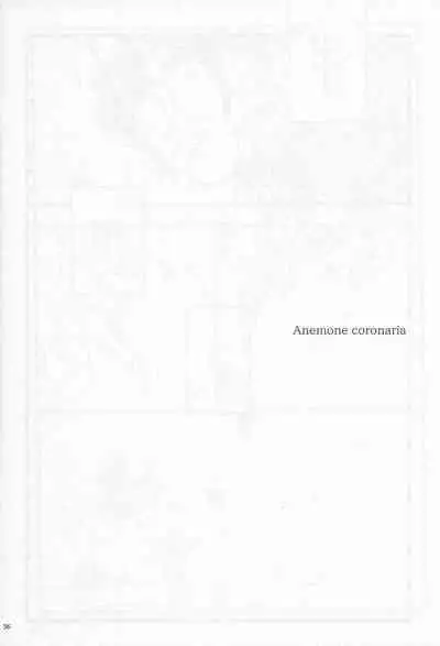 Anemone coronaria